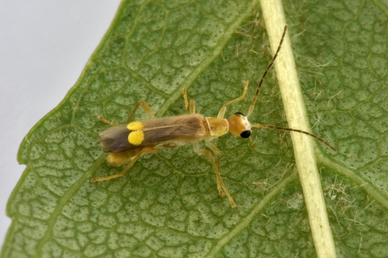 Cantharidae: Malthinus sordidus sordidus